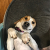 Helgychelgy