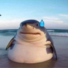 ↭ᴅusт↭