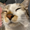 Spluchie