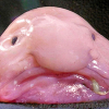 Tokohrikto