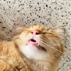 ฮ.นกฮูก.