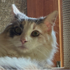 ねこちこ