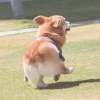 歐非混血