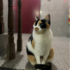 LittleYA