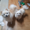 아더.