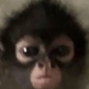 BabyApe