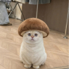 鬪闕