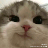 ~[DevilCAT]~