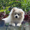 Teddieh