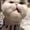 李娄谋阁海