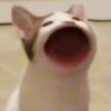 Jallin_Rhabei