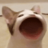 善于应对喂鳮